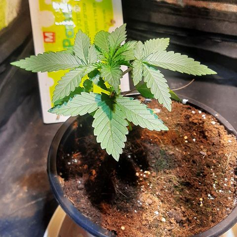 קאליייייי growlog timeline photo