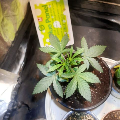 קאליייייי growlog timeline photo