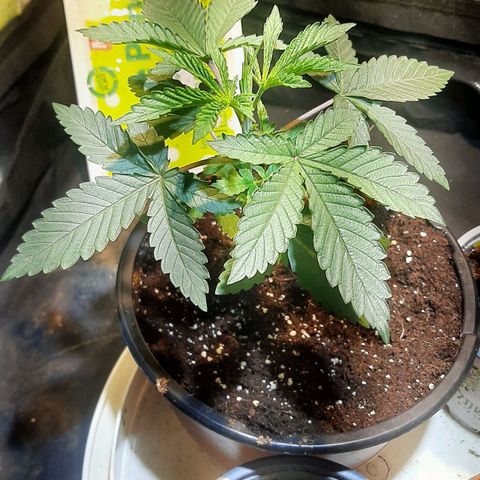 קאליייייי growlog timeline photo