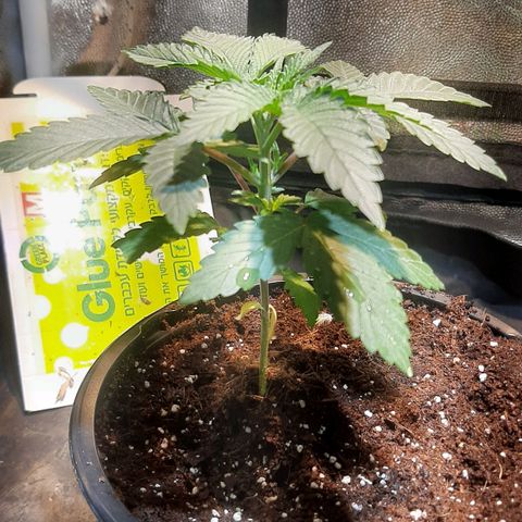 קאליייייי growlog timeline photo