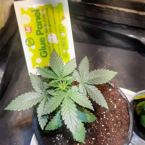 קאליייייי growlog timeline photo