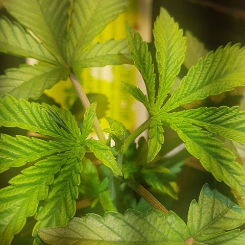 קאליייייי growlog photo: FIM cut