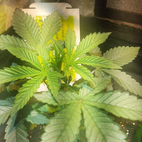 קאליייייי growlog photo: FIM cut