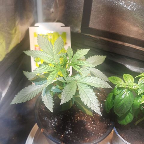 קאליייייי growlog photo: FIM cut