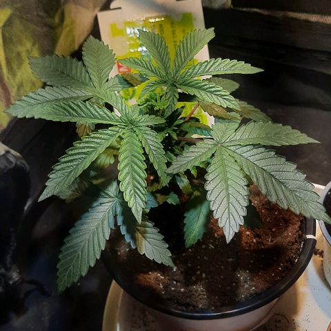 קאליייייי growlog timeline photo