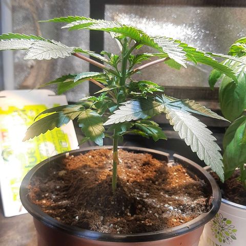 קאליייייי growlog timeline photo