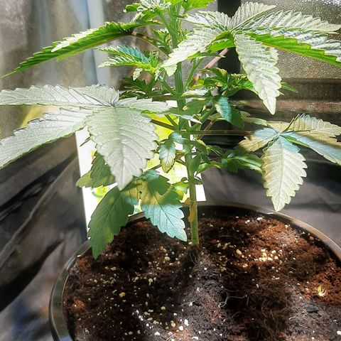 קאליייייי growlog timeline photo