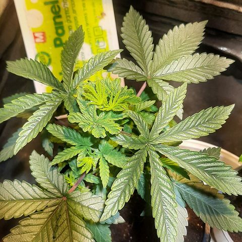 קאליייייי growlog timeline photo