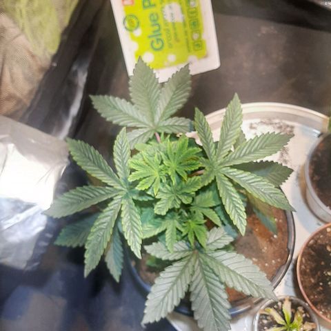קאליייייי growlog timeline photo