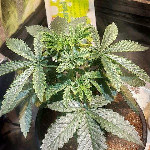 קאליייייי growlog timeline photo