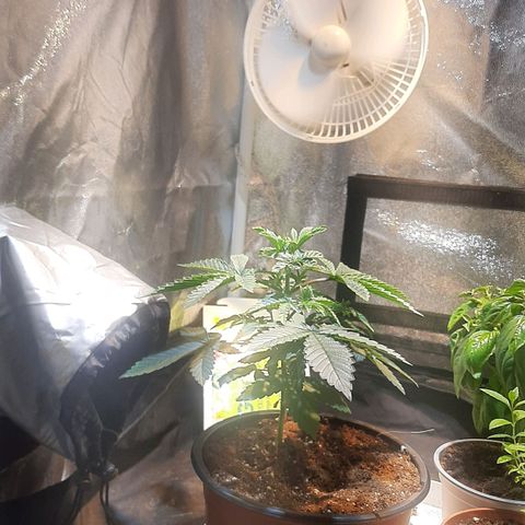 קאליייייי growlog timeline photo