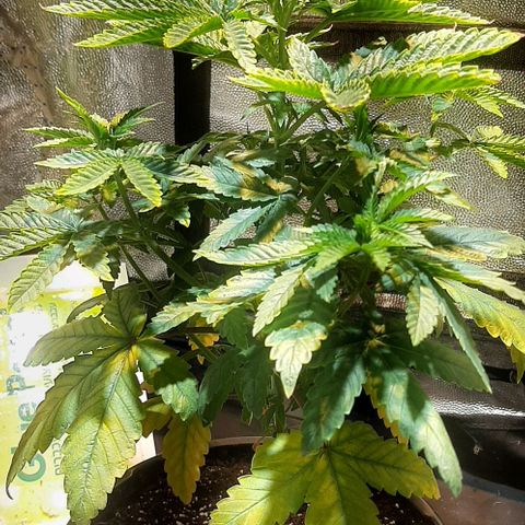 קאליייייי growlog timeline photo