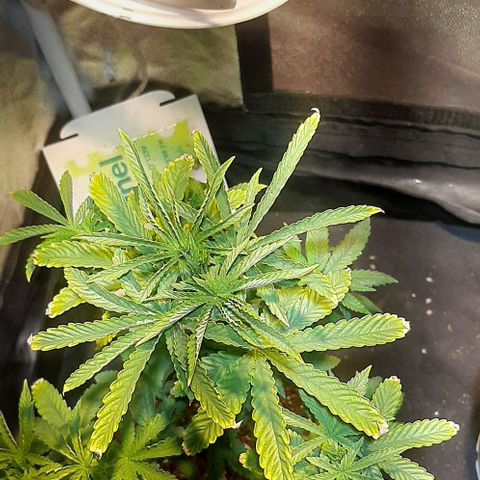קאליייייי growlog timeline photo