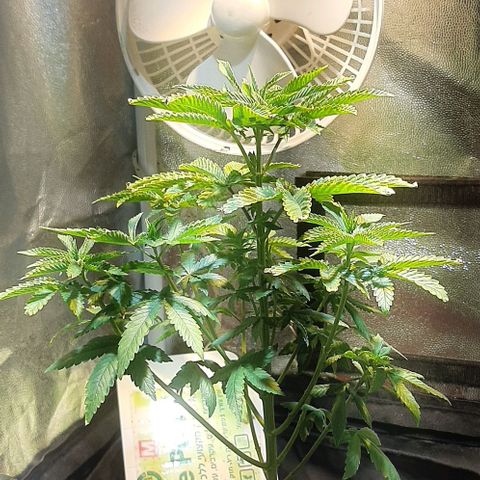 קאליייייי growlog timeline photo