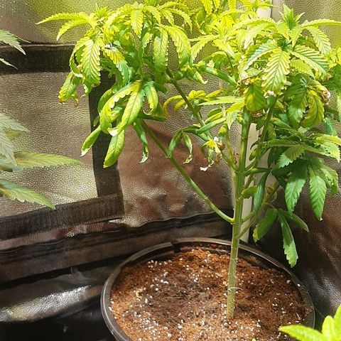 קאליייייי growlog timeline photo