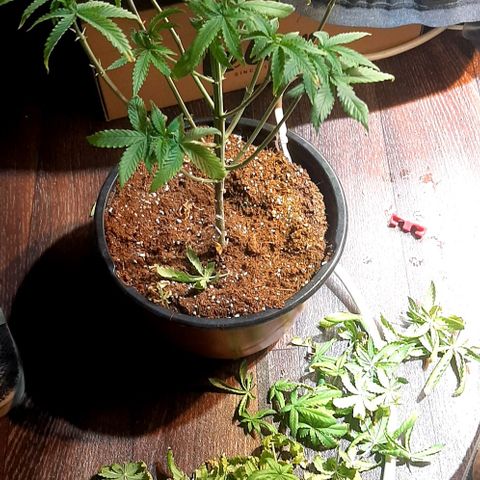קאליייייי growlog photo: קיפולים