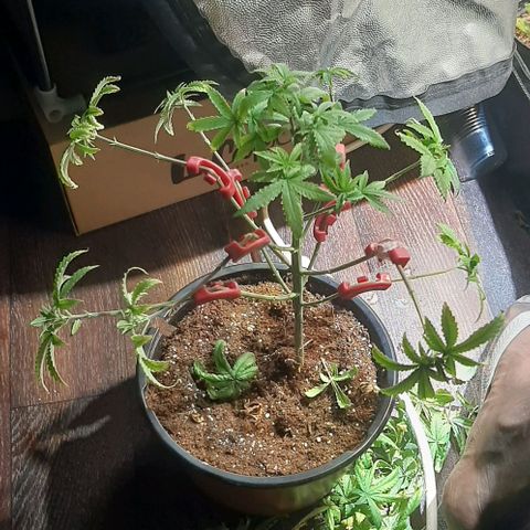 קאליייייי growlog photo: קיפולים