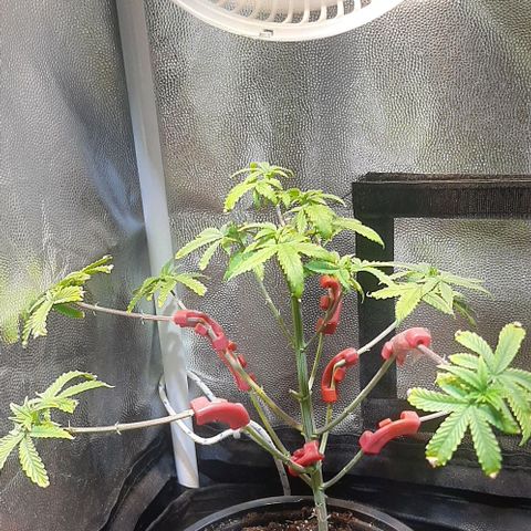 קאליייייי growlog timeline photo