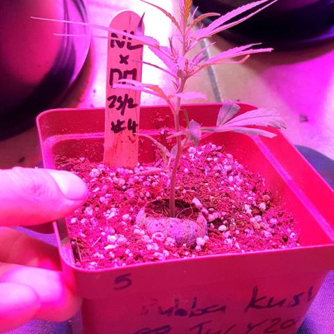 TUT#3-090221 growlog timeline photo