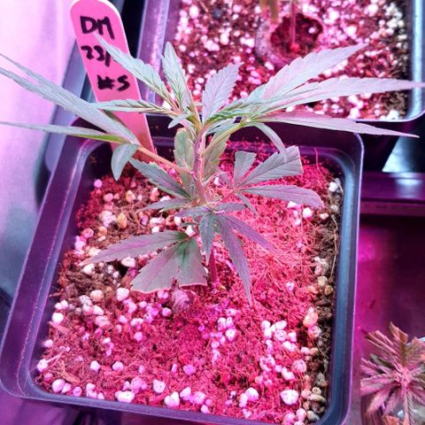 TUT#3-090221 growlog timeline photo