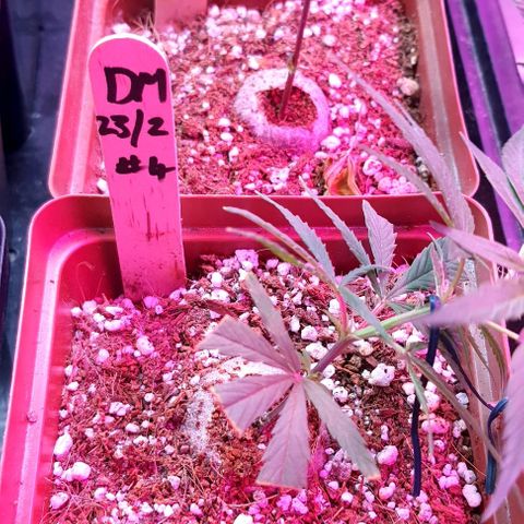 TUT#3-090221 growlog timeline photo