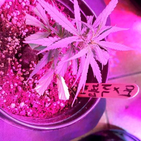 TUT#3-090221 growlog timeline photo