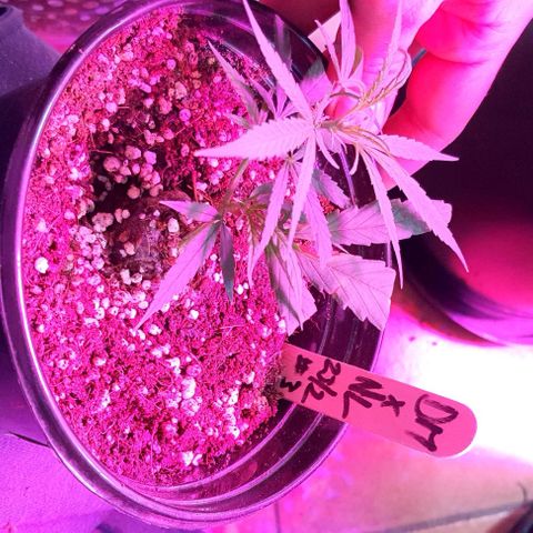 TUT#3-090221 growlog timeline photo