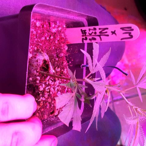 TUT#3-090221 growlog timeline photo
