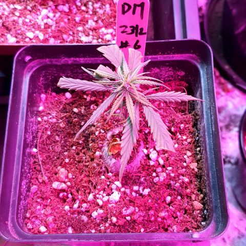 TUT#3-090221 growlog timeline photo
