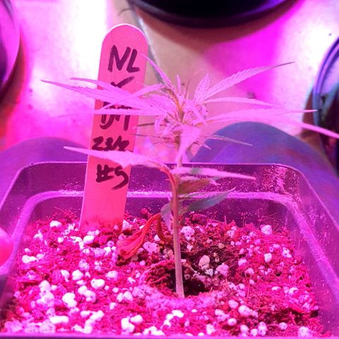 TUT#3-090221 growlog timeline photo