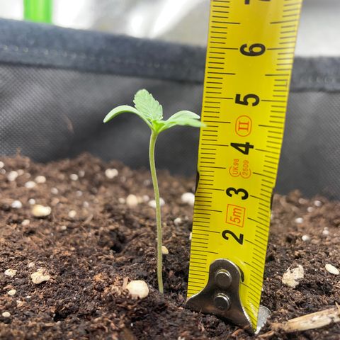 Orion F1 Hybrid #1 growlog timeline photo