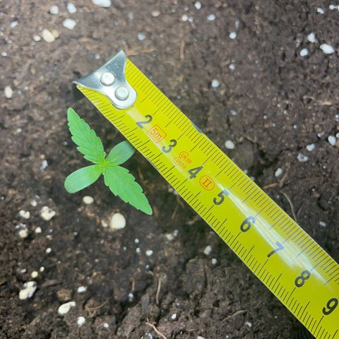 Orion F1 Hybrid #1 growlog timeline photo
