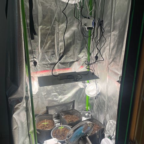 Orion F1 Hybrid #1 growlog timeline photo