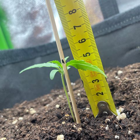 Orion F1 Hybrid #1 growlog timeline photo