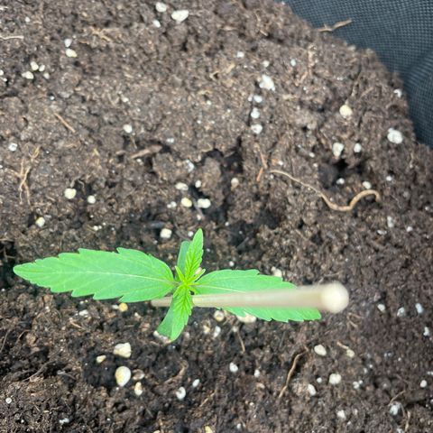 Orion F1 Hybrid #1 growlog timeline photo