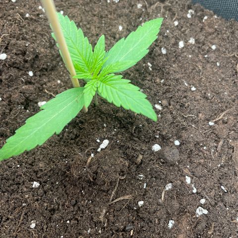 Orion F1 Hybrid #1 growlog timeline photo