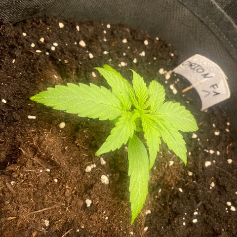 Orion F1 Hybrid #1 growlog timeline photo
