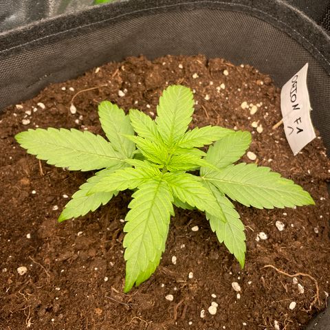 Orion F1 Hybrid #1 growlog timeline photo