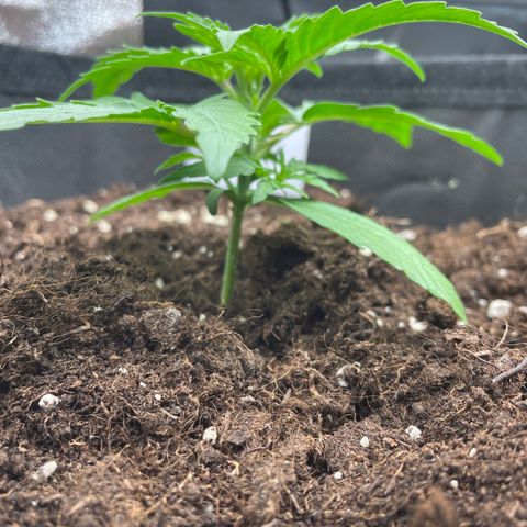Orion F1 Hybrid #1 growlog timeline photo