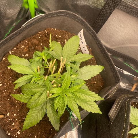 Orion F1 Hybrid #1 growlog timeline photo