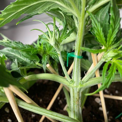 Orion F1 Hybrid #1 growlog photo: First sign of flowering ?