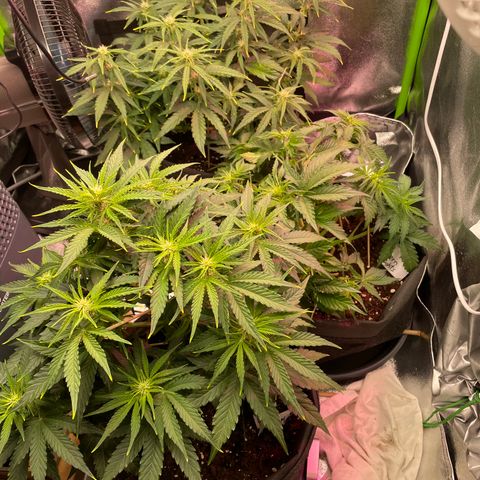 Orion F1 Hybrid #1 growlog timeline photo