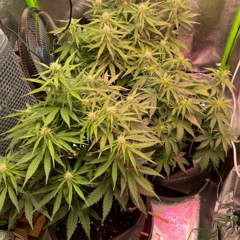 Orion F1 Hybrid #1 growlog timeline photo