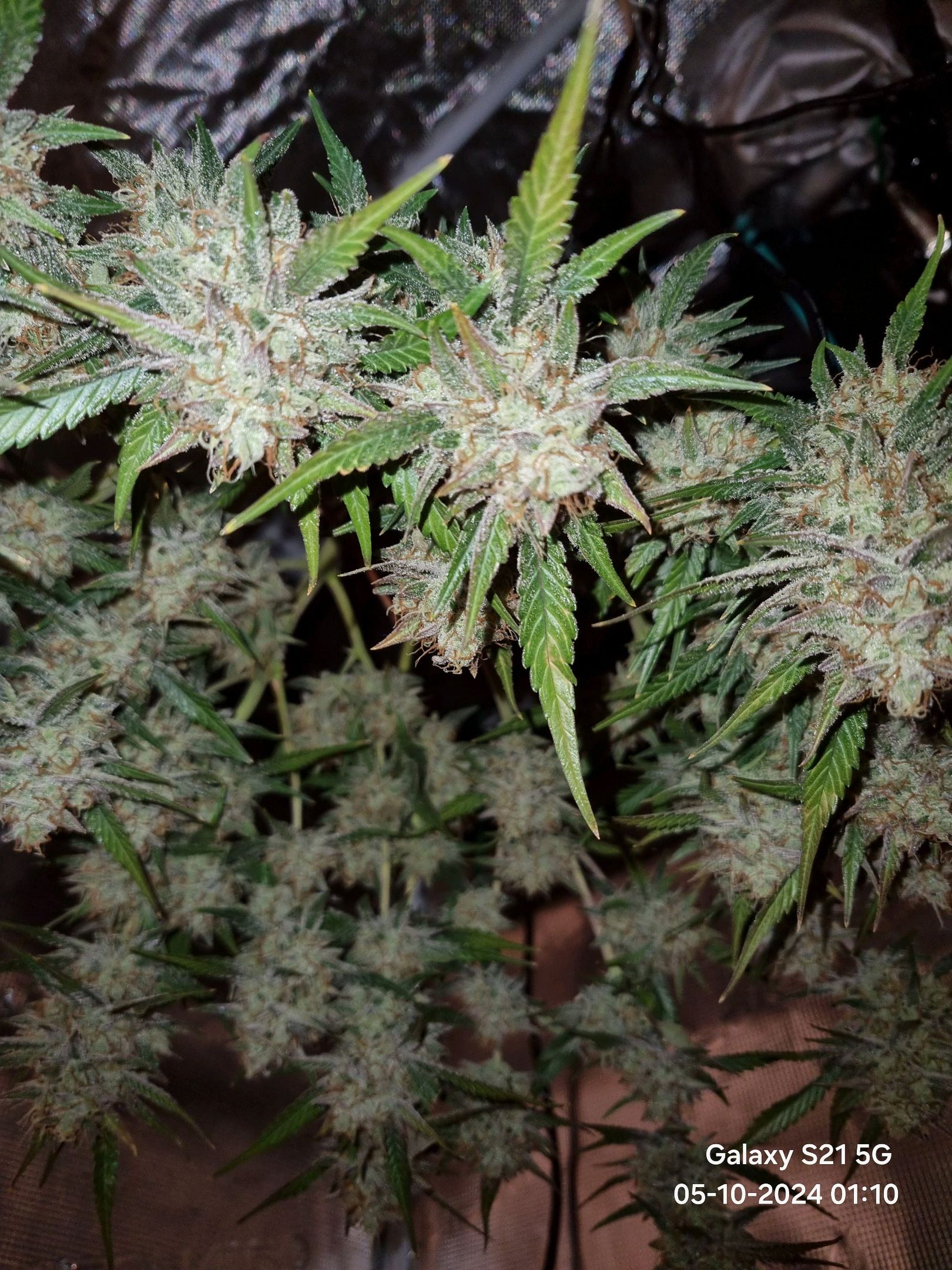 Apple strudel auto 420fb growlog header