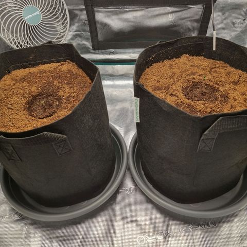 Apple strudel auto 420fb growlog photo