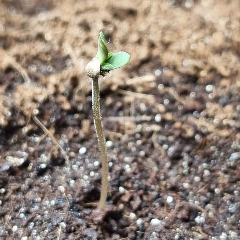 Apple strudel auto 420fb growlog photo