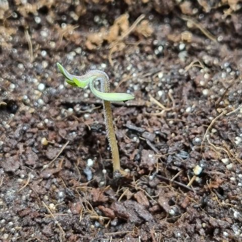 Apple strudel auto 420fb growlog photo