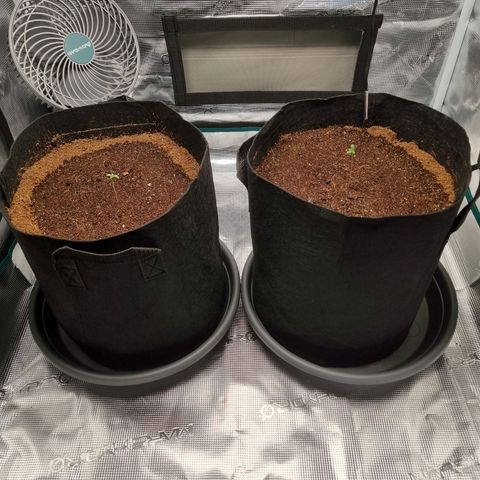 Apple strudel auto 420fb growlog photo