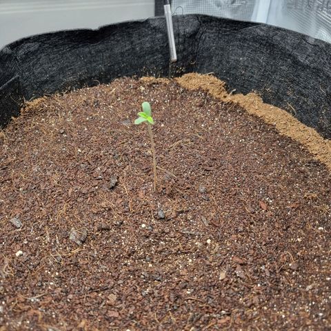 Apple strudel auto 420fb growlog timeline photo