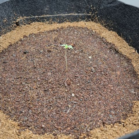 Apple strudel auto 420fb growlog photo